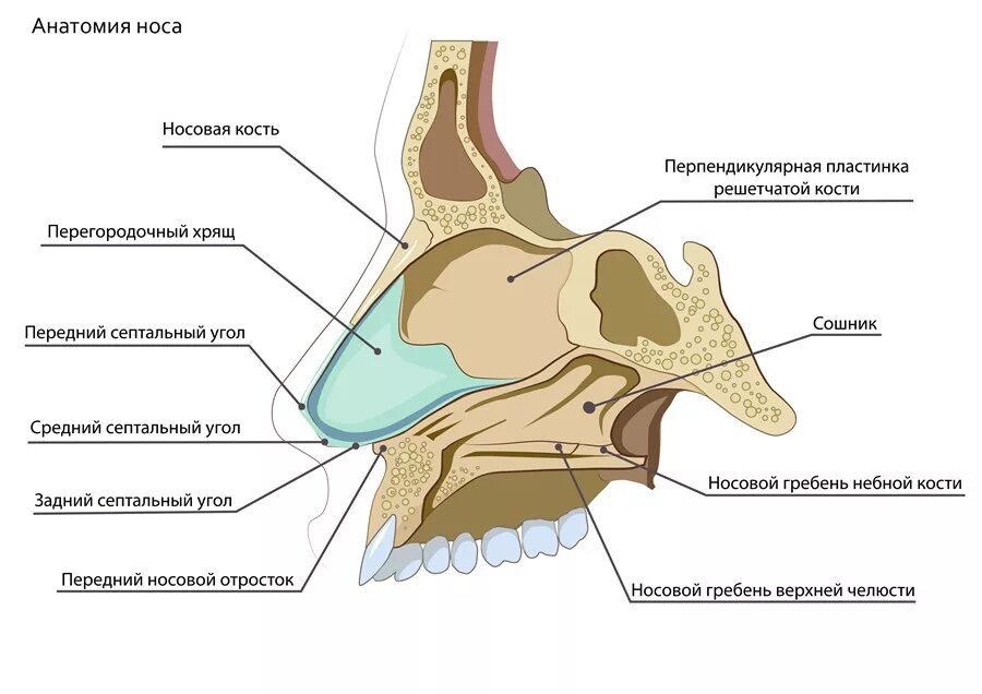 Строение наружного носа. Костная носовая полость анатомия. Полость носа строение кости. Полость носа анатомия кости. Строение перегородки носа анатомия.