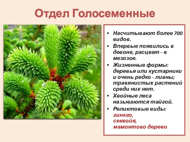 Хвойные растения и их значение. Отдел голосеменные класс хвойные. голосеменные хвойные представители. отдел голосеменные класс хвойные семейство сосновые. голосеменные презентация.