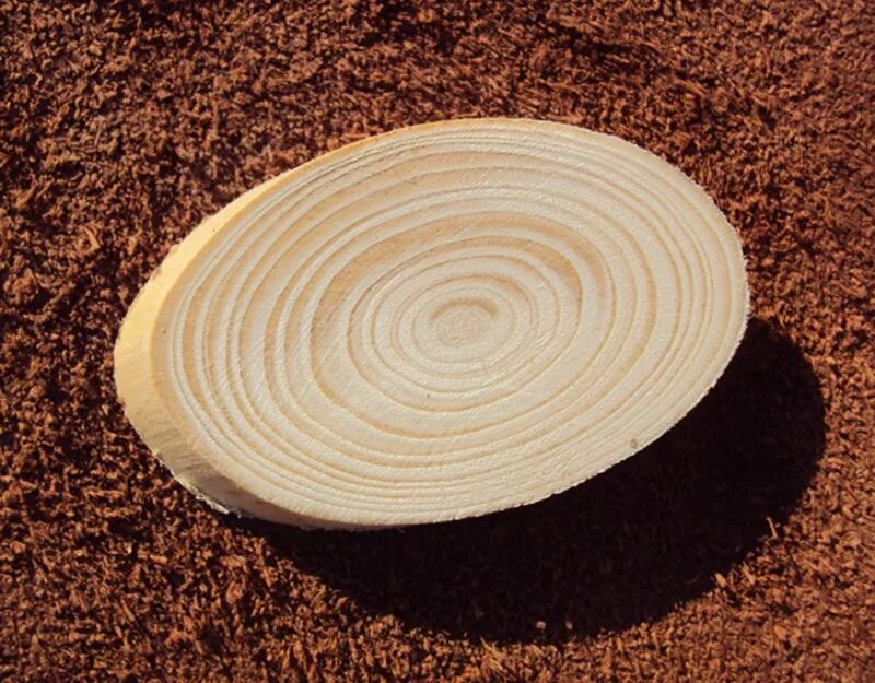 Торцевой срез кедра. Спил ели. Срез сосны. Спил дерева. Кругляк спил ель.