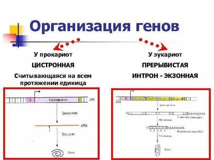 Особенности экспрессии генов у прокариот и эукариот