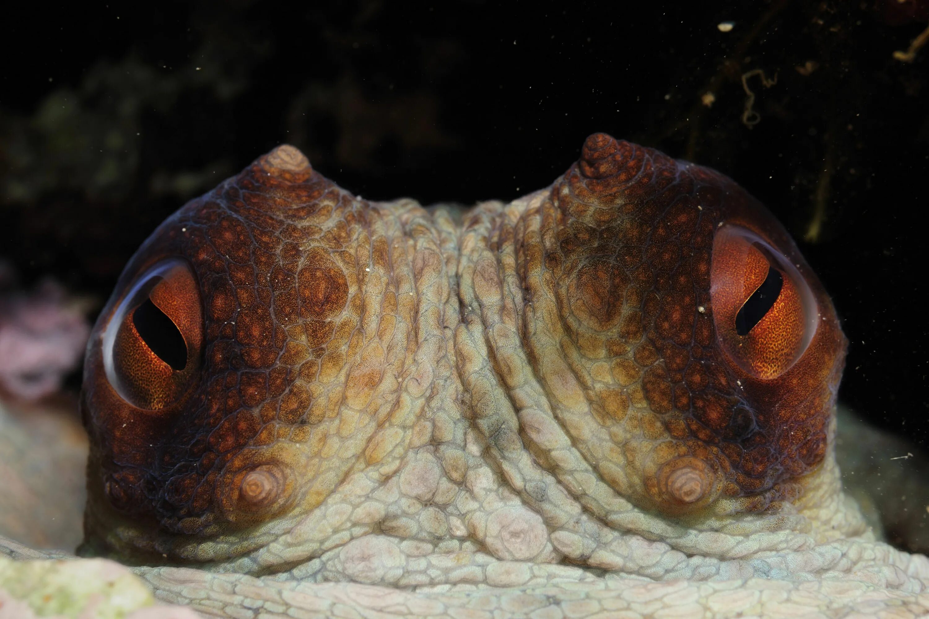 Octopus Vision How They See What They See Octopus eyes, Octopus, Animal intell
