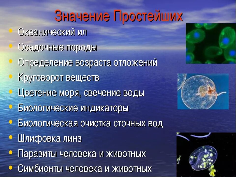 Значение простейших. Значение простейших в природе. Значение простейших в природе и жизни человека. Значение простейших в жизни человека. Конспект по теме значение биологии