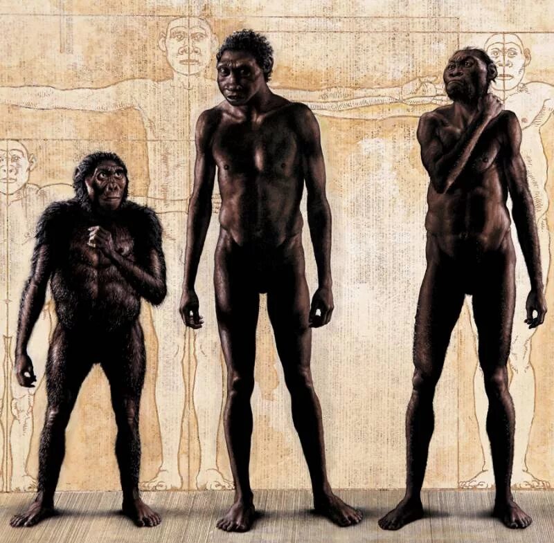 Самого древнего человека. Первые люди хомо сапиенс. Хомо сапиенс и хомо хабилис. Хомо сапиенс Эректус Эволюция.
