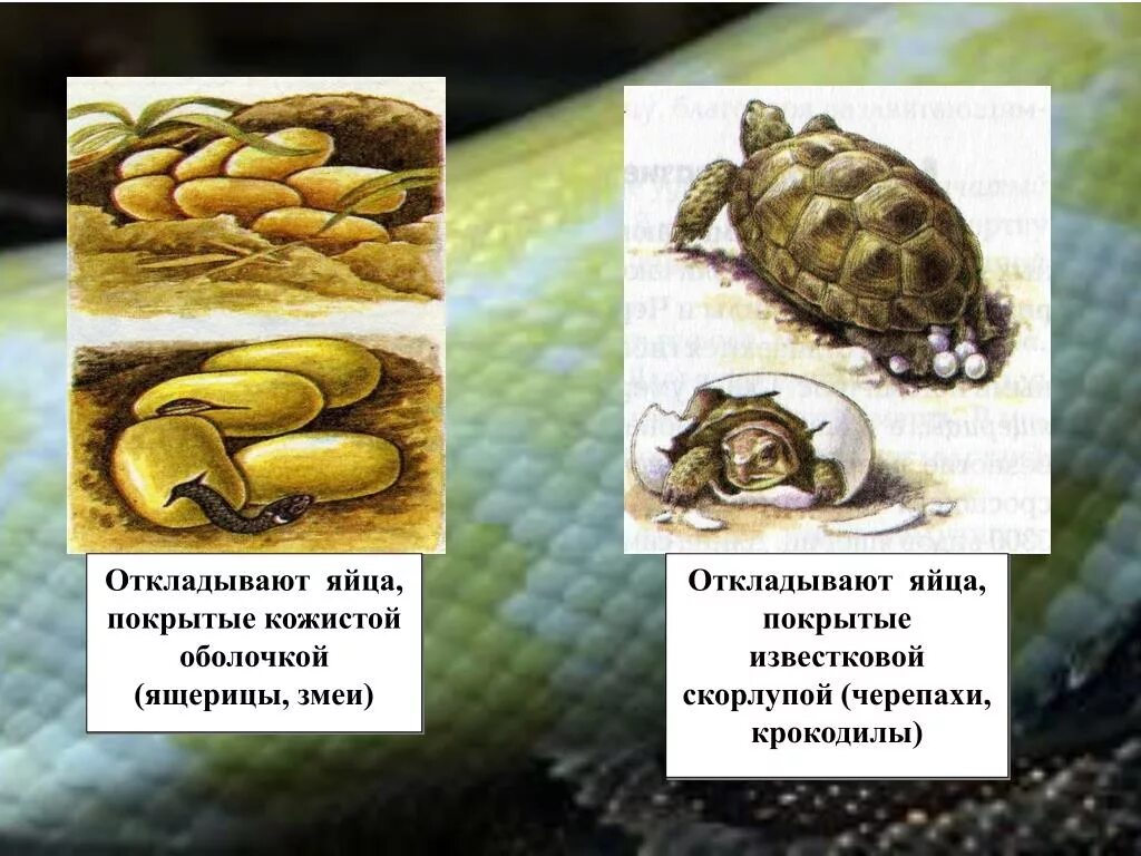 Яйца пресмыкающихся покрыты. Откладывание яиц пресмыкающихся. Рептилии откладывают яйца. Яйца пресмыкающихся покрыты известковой скорлупой.