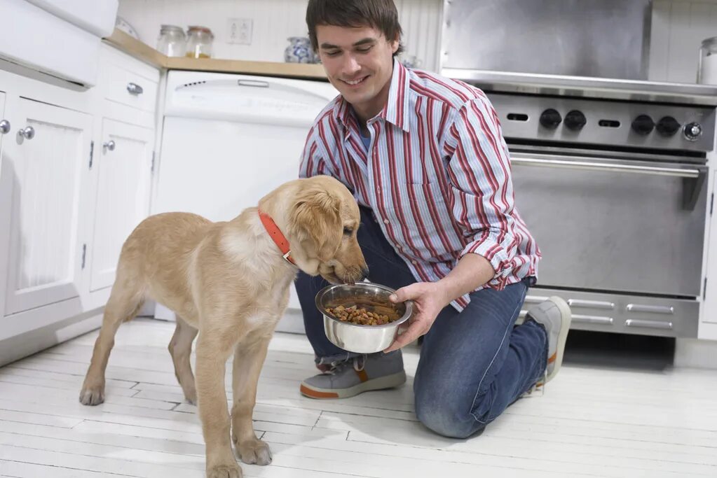 Рука дает собаке еду. Домашние питомцы. Домашние животные и человек. Люди с домашними животными. Человек кормит собаку.