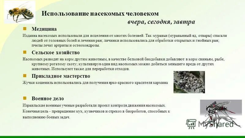 Проект о значении насекомых 8 класс Картинки РОЛЬ В ПРИРОДЕ И ЖИЗНИ ЧЕЛОВЕКА НАСЕКОМЫХ
