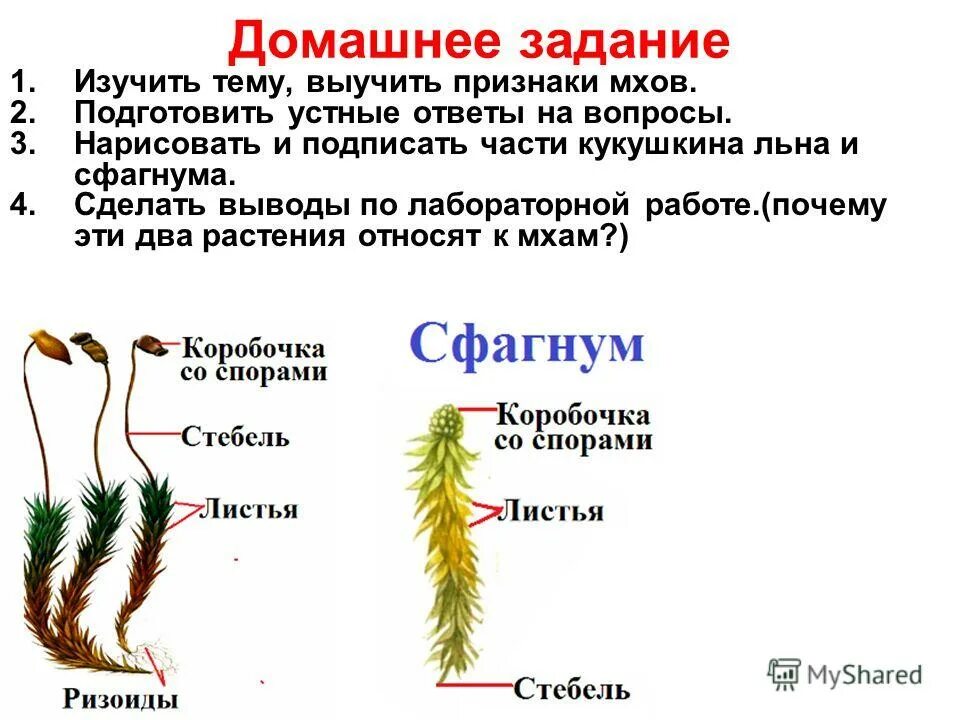 Мхи лабораторная работа строение мха. Лабораторная работа строение мха. Внешнее строение кукушкиного льна. Лабораторная работа строение мха 5 класс. Вывод о строении мхов.