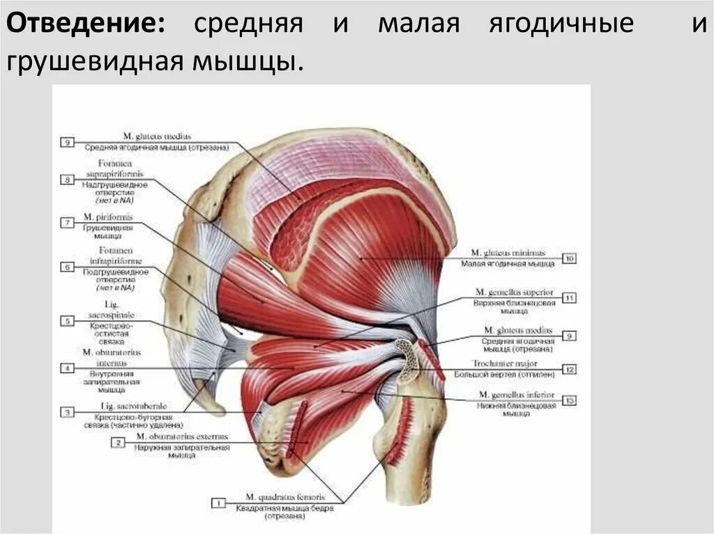 Мышцы таза задняя группа. Анатомия ягодичных. Наружная запирательная мышца анатомия. Ягодичные мышцы анатомия. Приводящие латынь