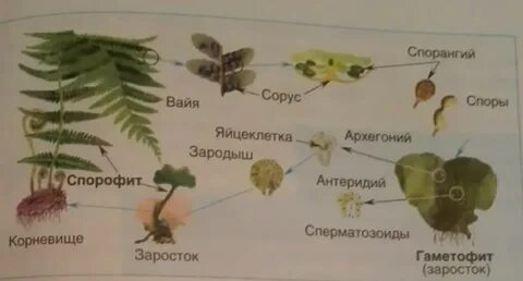 Многоклеточный зародыш папоротника