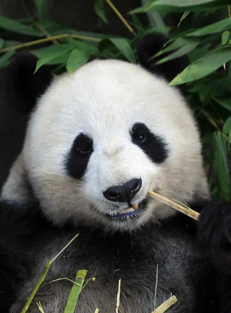 Pandas endangered