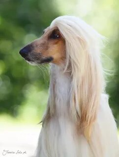 Blonde dog