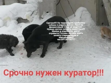 Пришла чужая собака примета