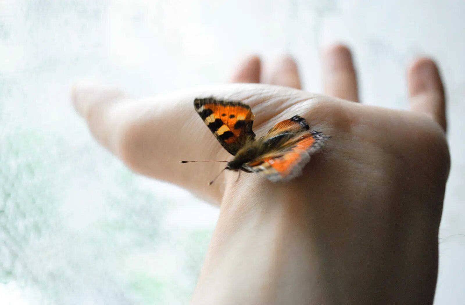 Бабочка крапивница. Бабочка со сломанными крыльями. Бабочка с поломанным крылом. Бабочка залетела в дом.