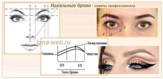 Сколько между бровями. Схема бровей. Построение бровей. Золотое сечение бровей. Схема построения эскиза бровей.