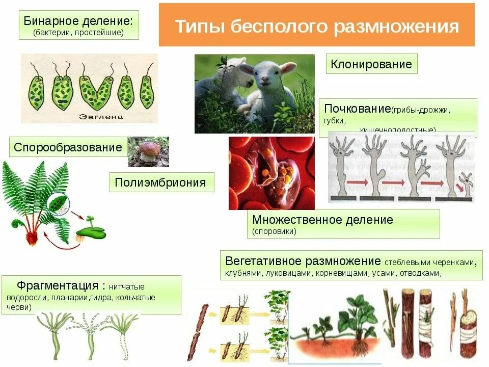 Размножение живых организмов примеры. Схема способы бесполого размножения растений. Типы бесполого размножения растений. Бесполое размножение растений таблица. Бесполое и вегетативное размножение таблица.