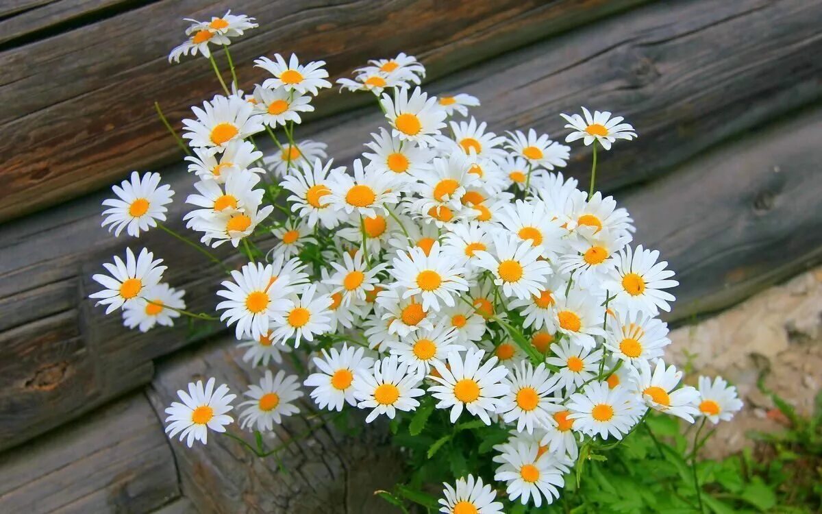 ромашка цветы. букет ромашек открытка. красивые ромашки. ромашка растение. три ромашки.