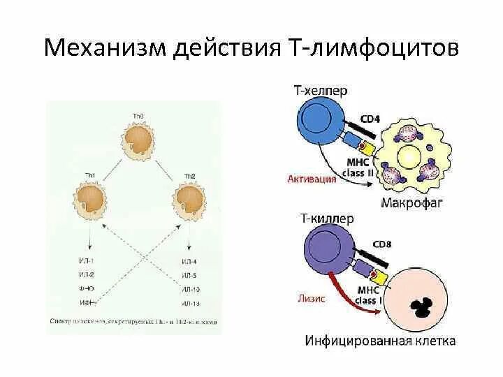 Активация т лимфоцитов схема. Механизм действия б лимфоцитов. T лимфоциты схема. Образование лимфоцитов схема. Т лимфоциты образуются в