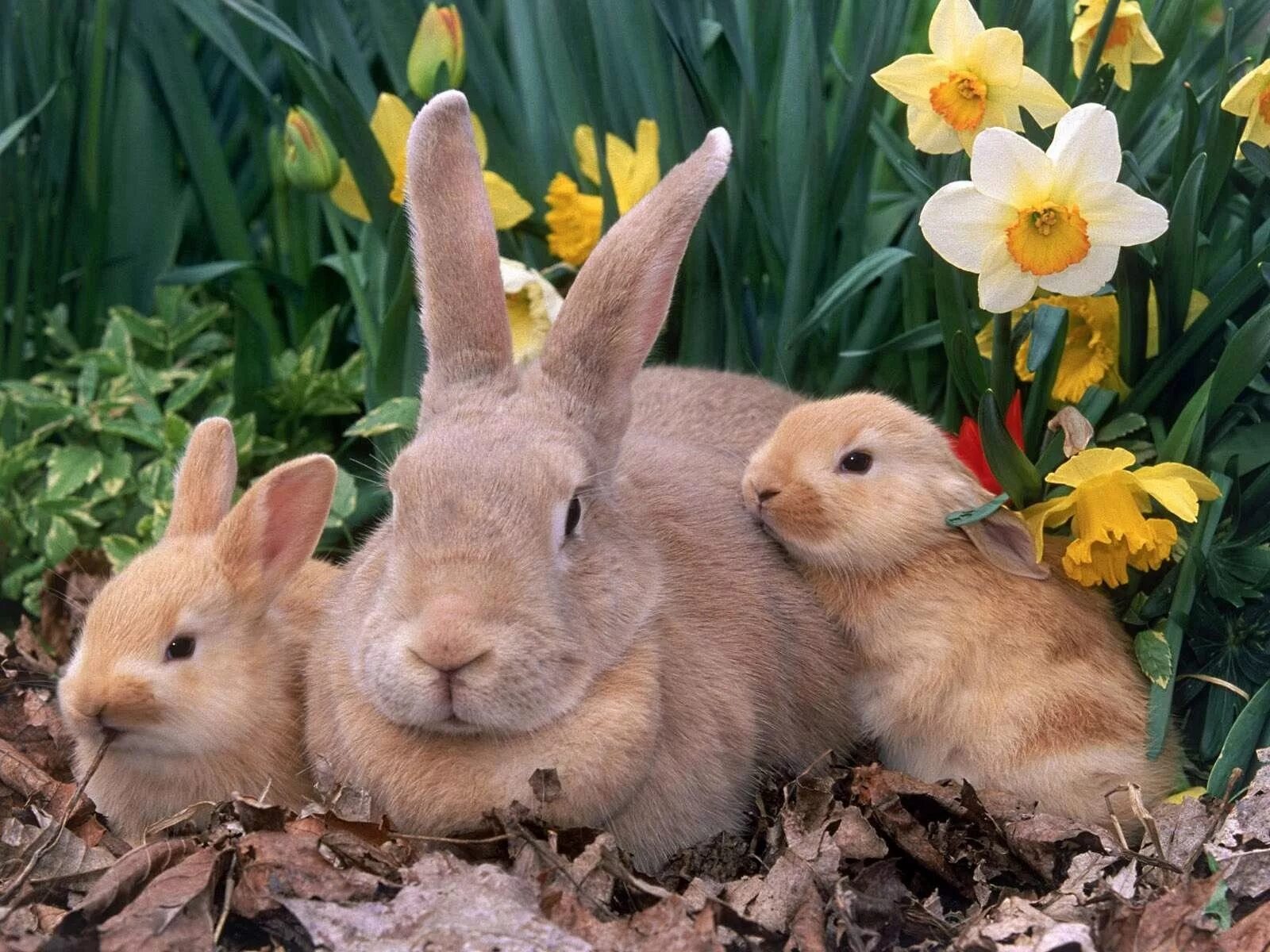 Animals rabbit. Кролик. Животные весной. Заяц с зайчонком. Зайчиха с зайчонком.