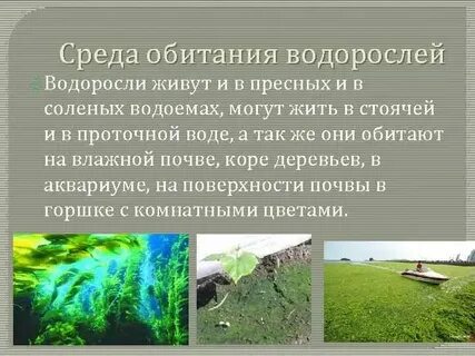 Особенности местообитания бурых водорослей