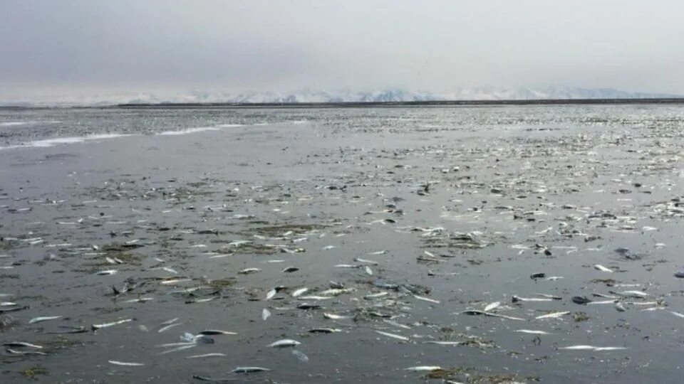 Удская губа охотского моря. Таблица приливов бухта гертнера. Отлив магадан. Магадан море. Бухта гертнера.