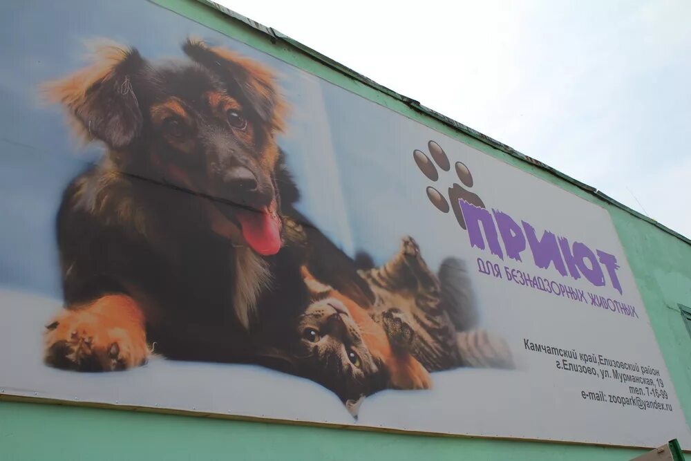 Петропавловске собак. Собачий приют в городе петропавловск камчатский. Щенки алабая 15 дней отроду. Приюты для животных в петропавловске камчатском. Продажа собак в петропавловске ско.