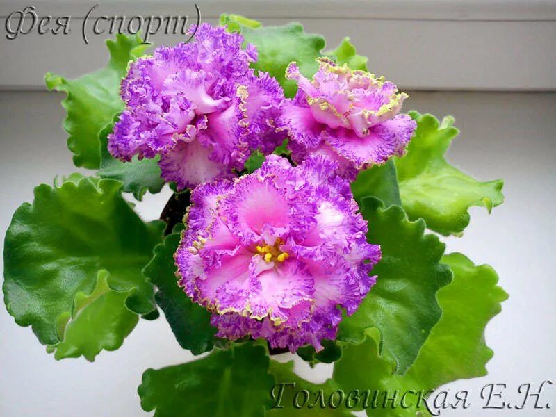 Фиалка фея и описание сорта. Фиалка фея дадоян спорт. Фея дадоян спорт. Сорт фиалки фея дадоян. Фиалка фея дадоян.