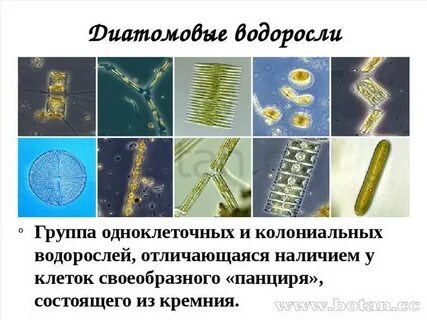 Диатомовые водоросли клеточная стенка