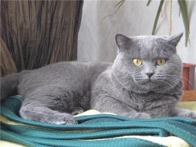 Кот британец 15 кг. До какого размера вырастают британские коты. Британский кот 12 кг. Британский кот в одежде. До какого возраста растут британцы.