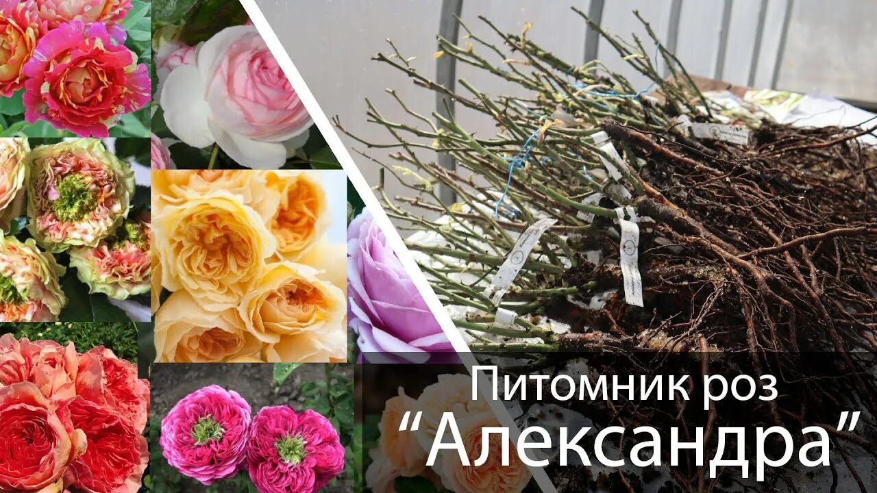 Мишкины розы питомник на весну. Розы вдохновения интернет-магазин саженцев роз. Питомник Александрова розы.