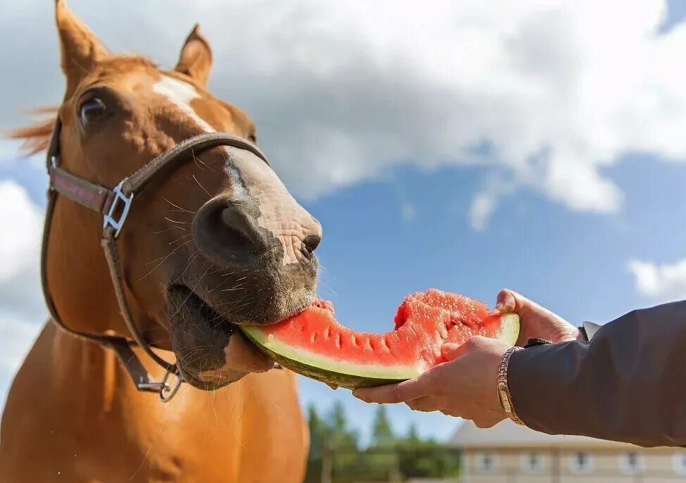 Жрешь как лошадь мужское. Конь ест. Лошадь кушает. Угощение для лошадки. Угостить лошадь.