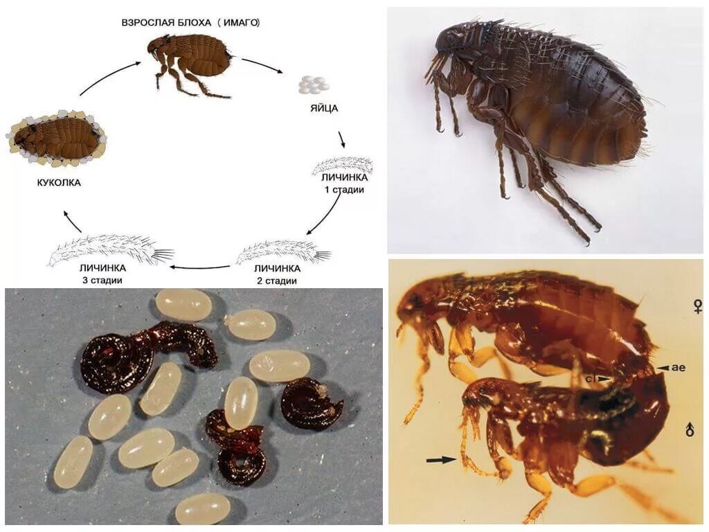 Сколько живут блохи. Яйца личинки кошачьих блох. Как выглядят личинки блох. Личинка блохи и взрослая особь. Цикл развития Земляной блохи.
