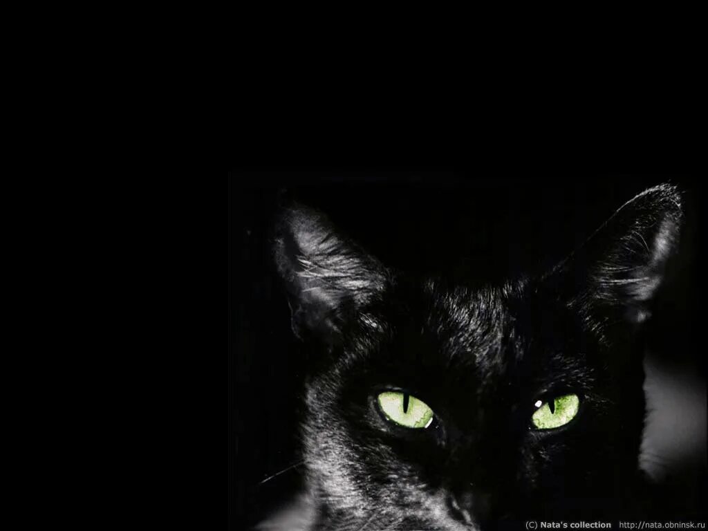 Ищу черную кошку. Черный кот обои. Черная кошка обои. Чёрные обои с котиком. Черная кошка фото на заставку.
