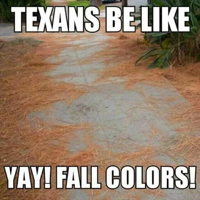 Memes about texas. Мемы про техас. Машины техаса мем. Техас приколы. Шутки про техас.