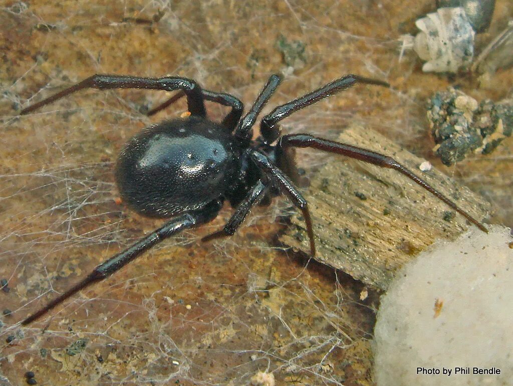 Стеатода черная паук. Стеатода capensis. Стеатода Гросса паук. Паук стеатода черный большой.