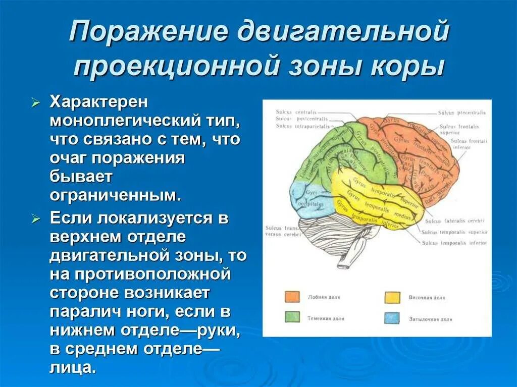 Центры анализаторов в коре головного мозга. Проекционные зоны анализаторов. Первичные проекционные зоны сенсорной коры. Первичные проекционные зоны коры головного мозга. Корковые центры коры головного мозга.