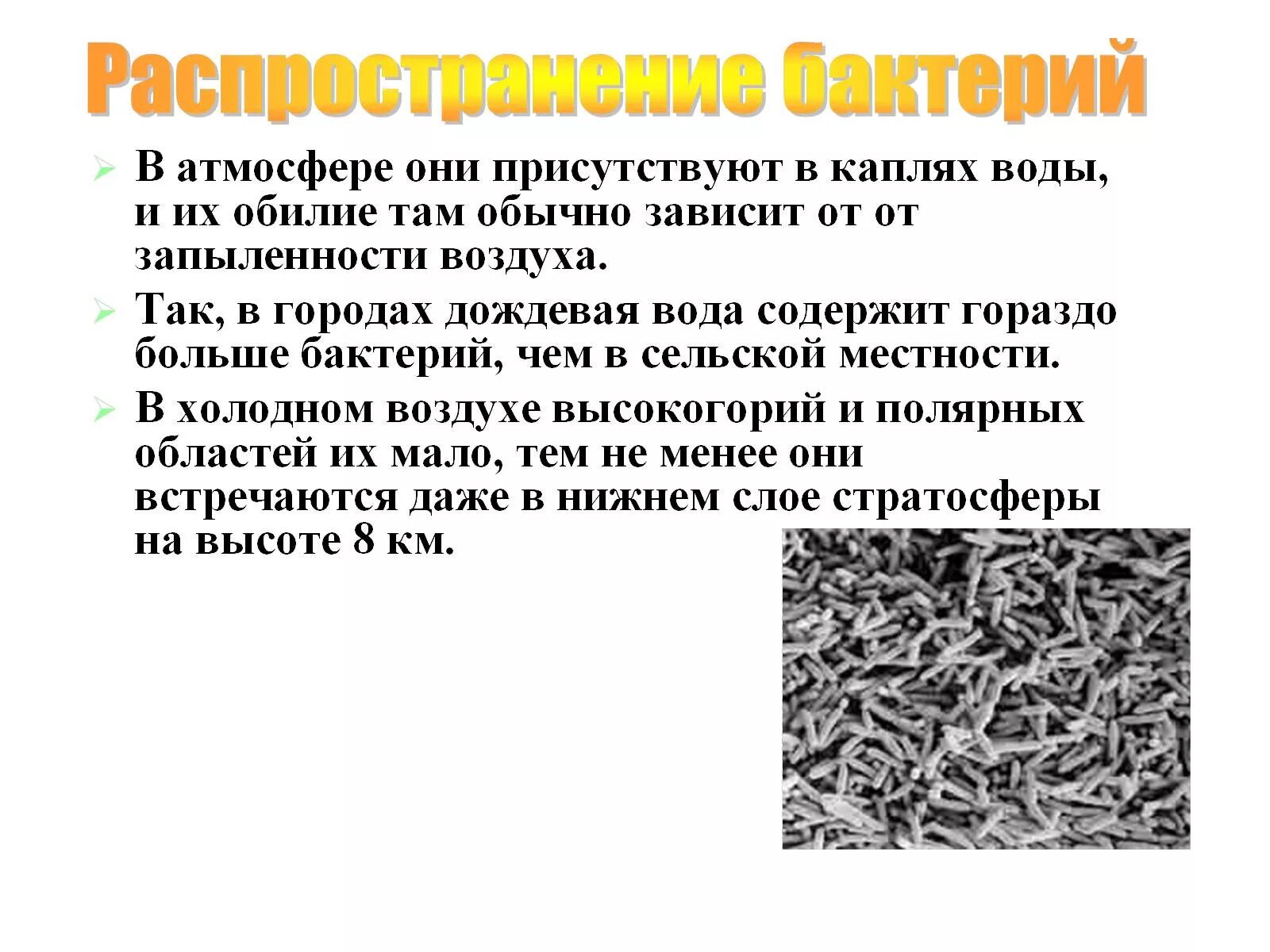 Какие условия способствуют распространению бактерий. Распространение бактерий 5 класс. Факты о бактериях. Интересные факты о бактериях. Сообщение о бактериях.