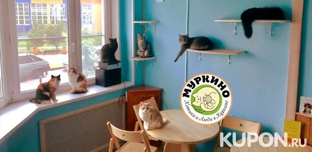 Котокафе муркино, химки. Котокафе муркино, химки. Муркино котокафе. Котокафе солнцево парк. Московская область химки улица горшина 2 котокафе муркино.