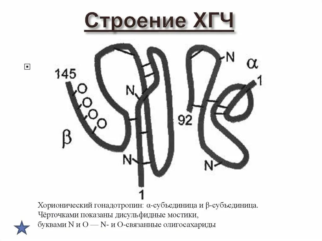 ХГЧ структура. ХГЧ строение. ХГЧ химическая структура гормона. Хорионический гонадотропин формула. Хгч субъединицы хорионического гонадотропина