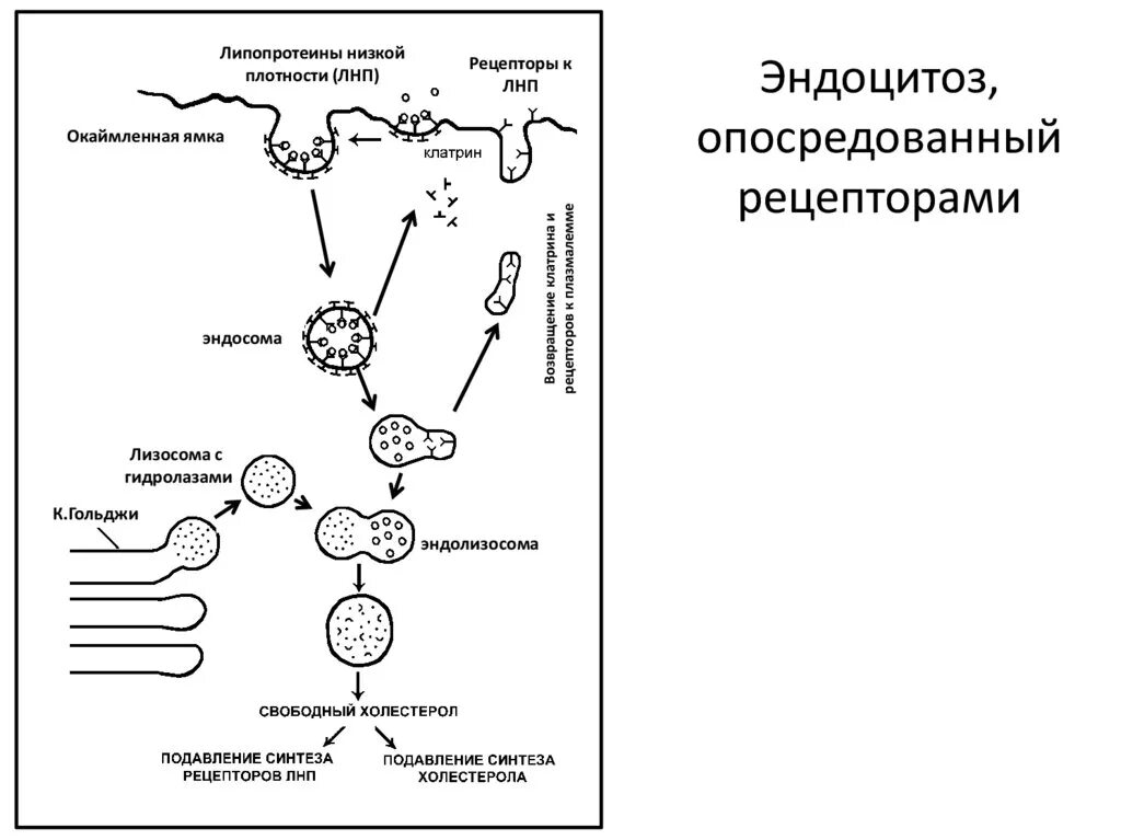 Этапы эндоцитоза. Рецептор опосредованный эндоцитоз ЛПНП. Рецептор-опосредованный эндоцитоз. Этапы рецепторно опосредованного эндоцитоза. Рецептор зависимый эндоцитоз.