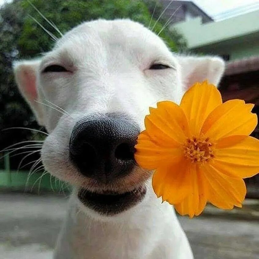 Собака с цветами. Собачка с цветочком на носу. Позитивные собаки. Щенок с цветком.