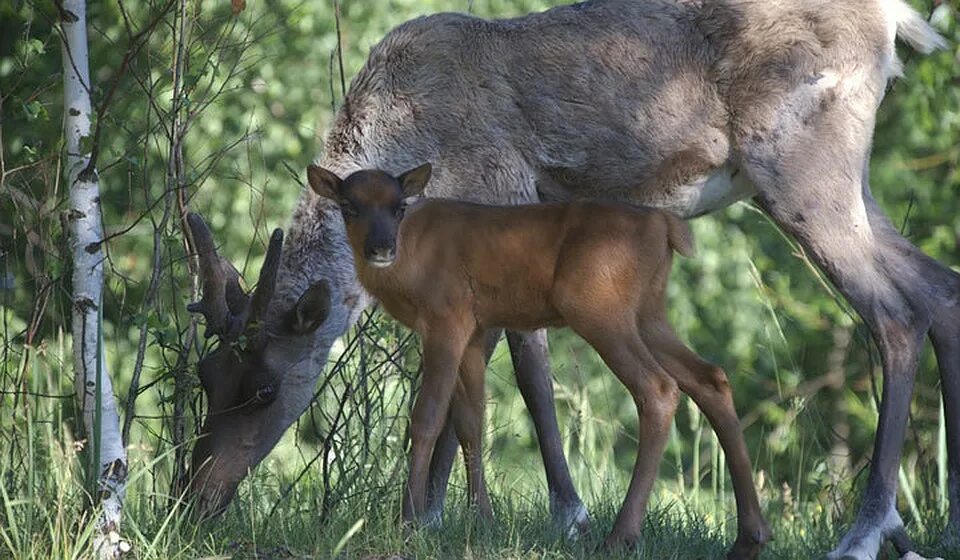 Керженский заповедник нижегородской области животные. Обыкновенная лисица. Животные которые обитают в лесу. Животный мир нижегородской области. Рустай нижегородская область заповедник.