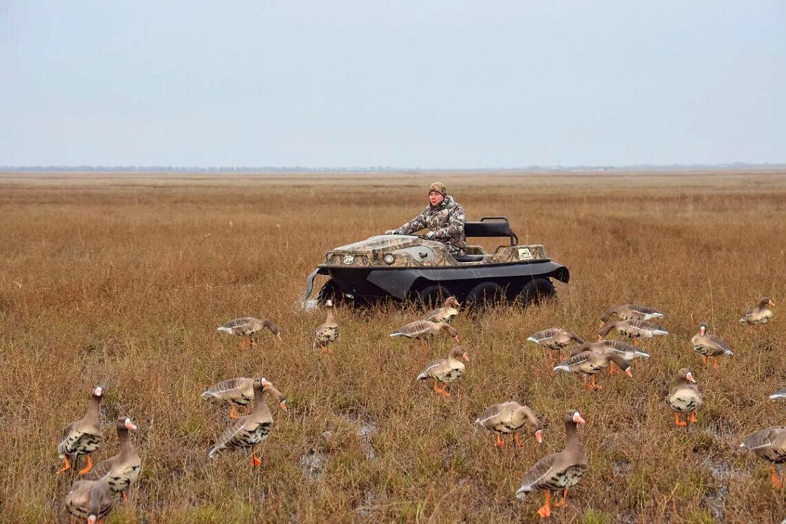 Олонецкие поля гуси. Гусь калмыкия. Охота в калмыкии на гуся 2001. Гусь калмыкия. Охота на огаря в ставропольском крае.