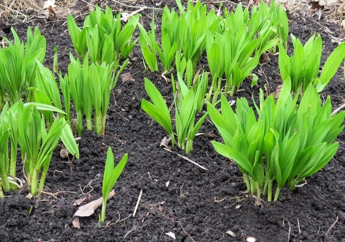Черемша луковицы. Черемша рассада. Черемша огородная. Колба черемша. Вредители на черемше.