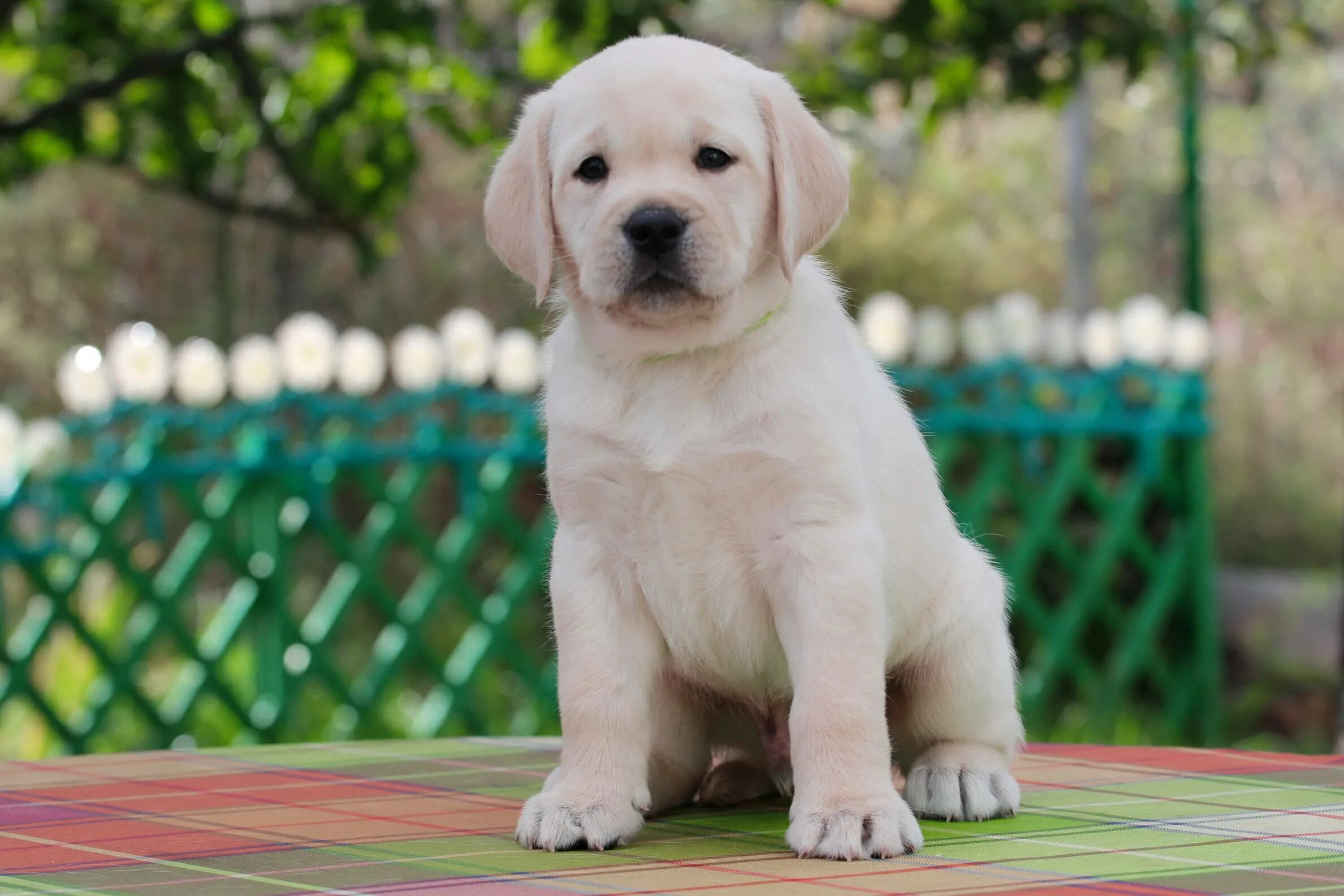 Палевый окрас. Палевый окрас собаки. Лабрадор ретривер палевый. Лабрадор палевый. Лабрадор ретривер в стойке.