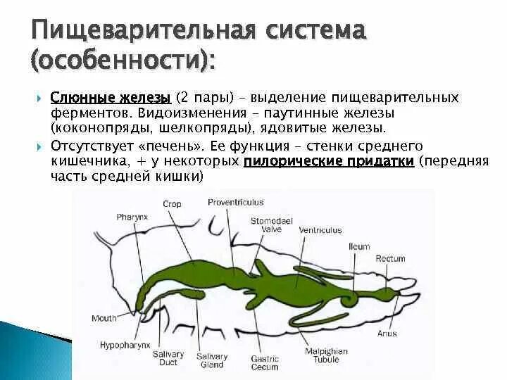 Пищеварительная система насекомых 7 класс. Схема строения пищеварительной системы насекомых. Особенности пищеварительной системы насекомых. Пищеварительная и выделительная система насекомых. Пищеварительная система характеристика кратко