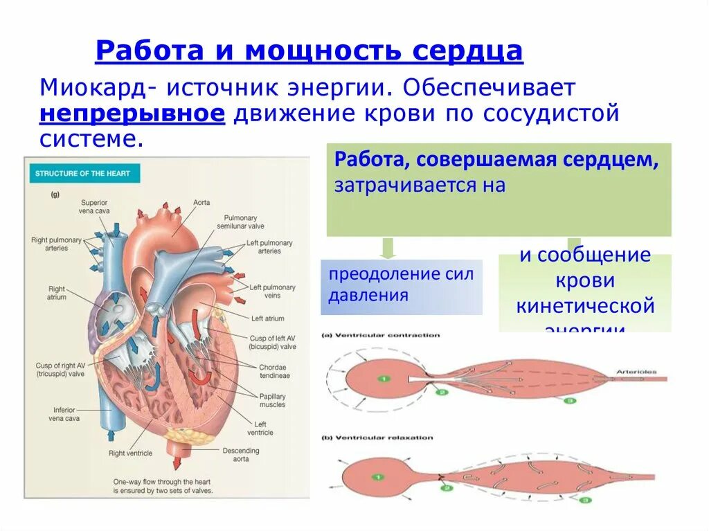 Какая мощность сердца. Работа сердца биофизика. Работа и мощность сердца биофизика. Механическая работа сердца. Работа и мощность сердца биофизика презентация.