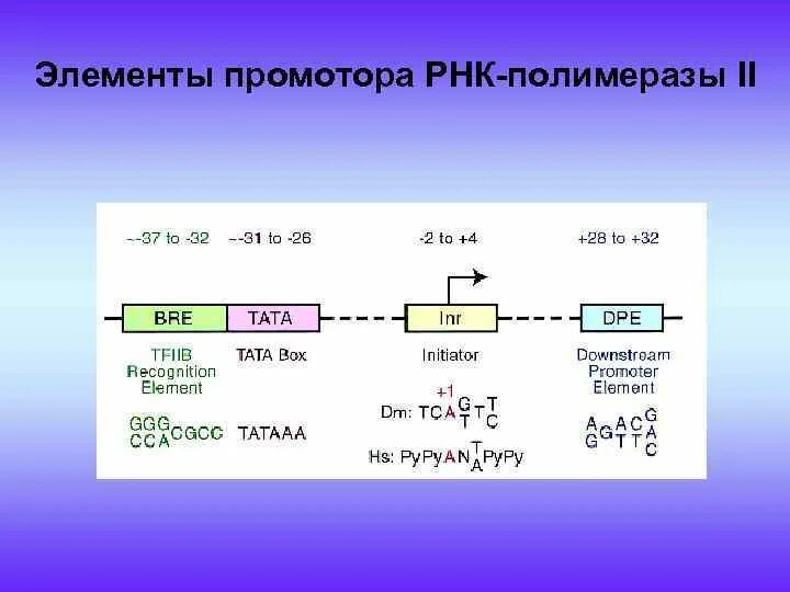 Промотор РНК полимераза. РНК полимераза 2. Транскрипция РНК полимераза. Промотор для РНК-полимеразы II.