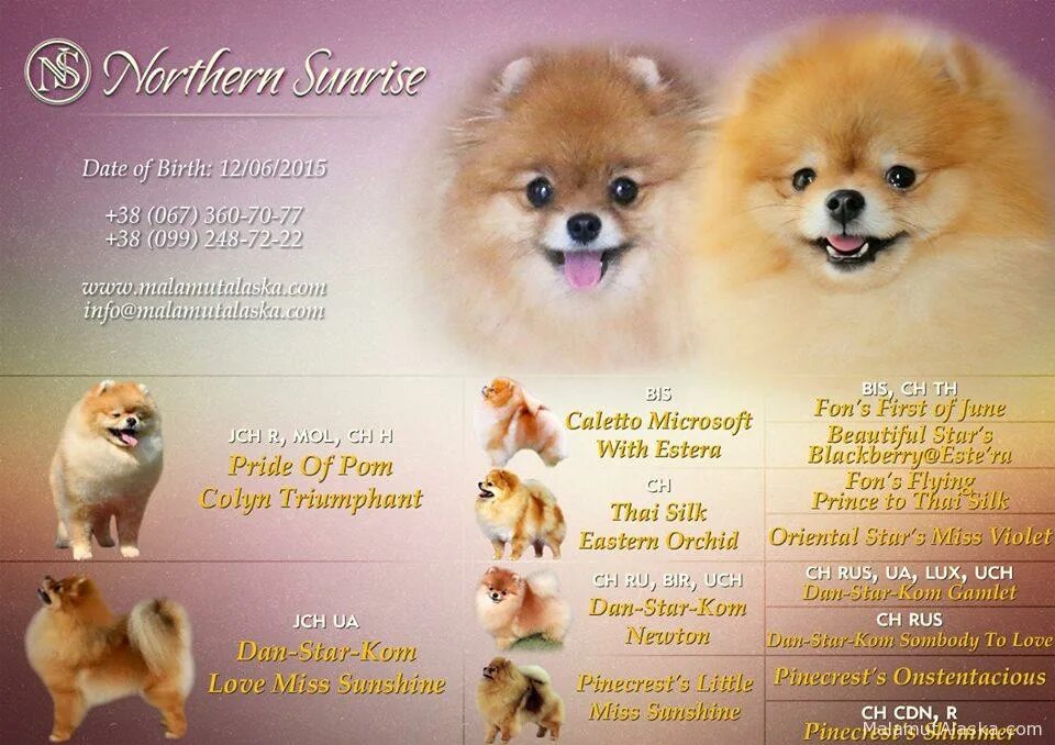 Толстый померанский шпиц. Рост померанскогтшпица. Померанский шпиц стандарт характер. Информация о породе собак шпиц. Шпиц уход и содержание.