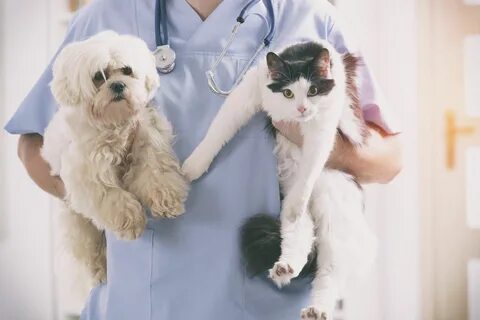 Animal care
