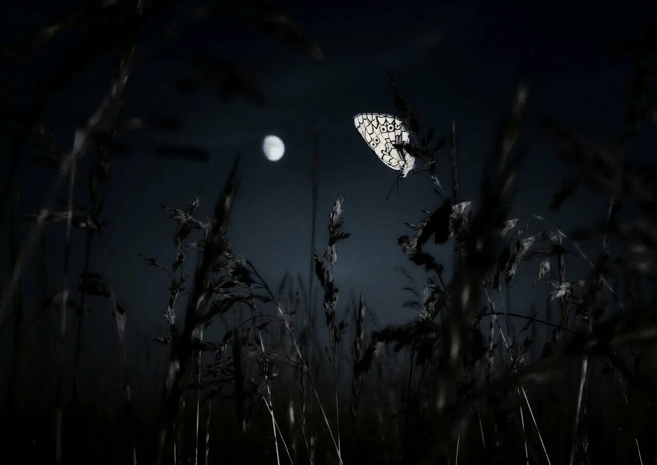 Песни бабочка ночь. Бабочка ночью. Мрачные бабочки. Мотыльки в темноте. Ночные насекомые.